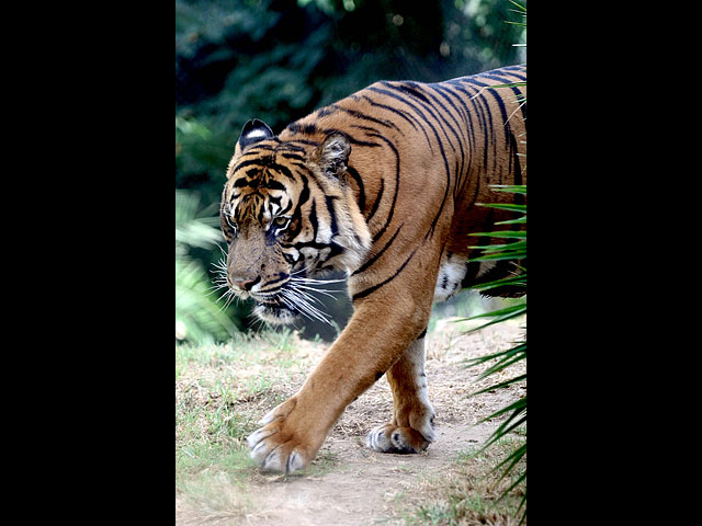 Суматранский тигр в иерусалимском зоопарке