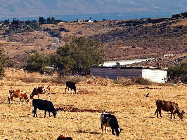 Суд обязал минобороны купить фермерам на границе с Ливаном 12 коров  