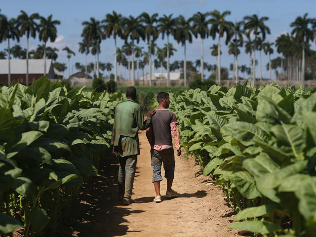 На табачной плантации под Гаваной