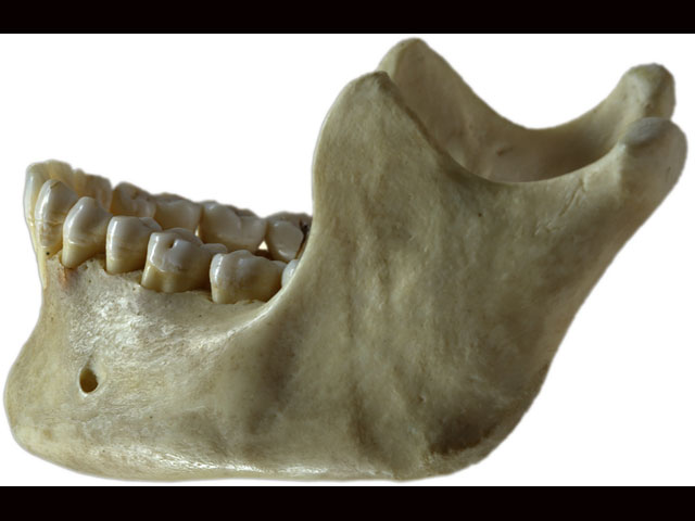 В Эфиопии обнаружили челюстную кость "первого человека"  