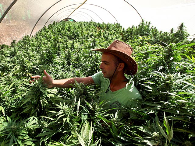 Производство медицинской марихуаны в Израиле