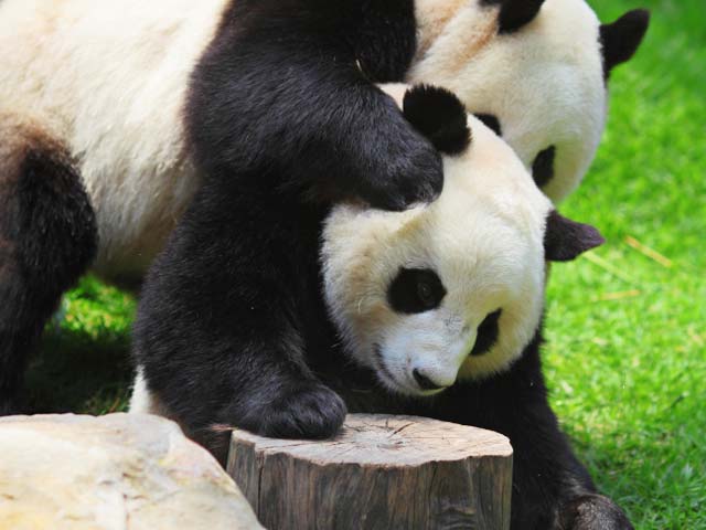 Гигантские панды   