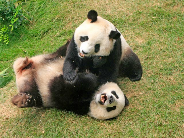 Гигантские панды   