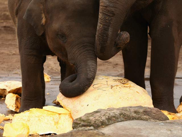 В Сиднее тыкву весом 728 кг скормили слонам