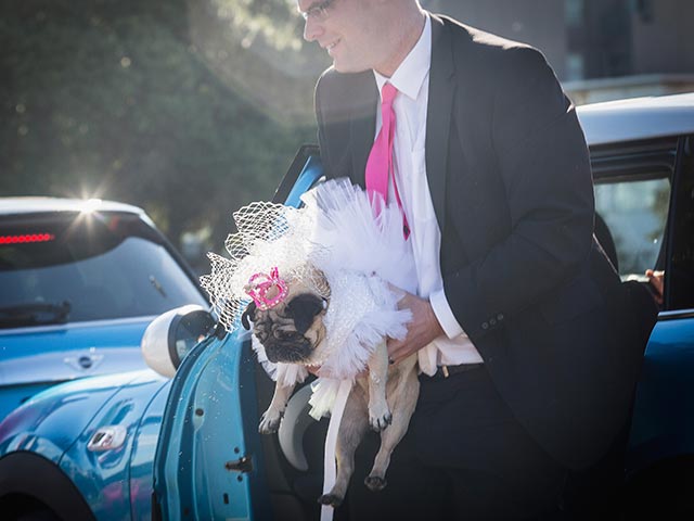 Собачья свадьба в Мельбурне. 17 мая 2015 года