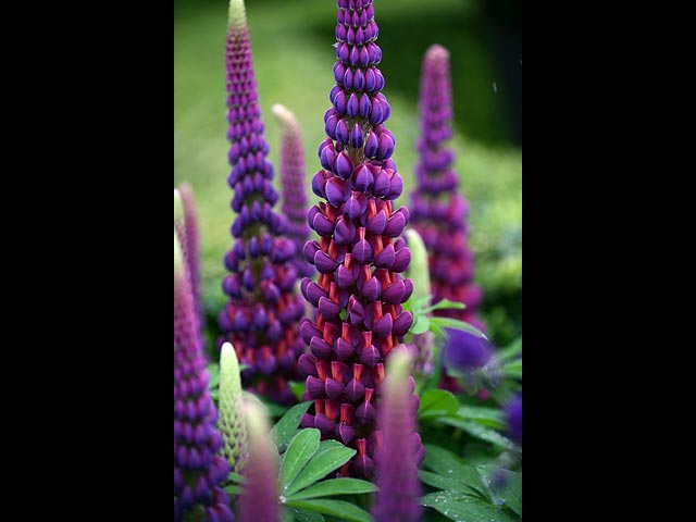 Chelsea Flower Show, май 2015 года