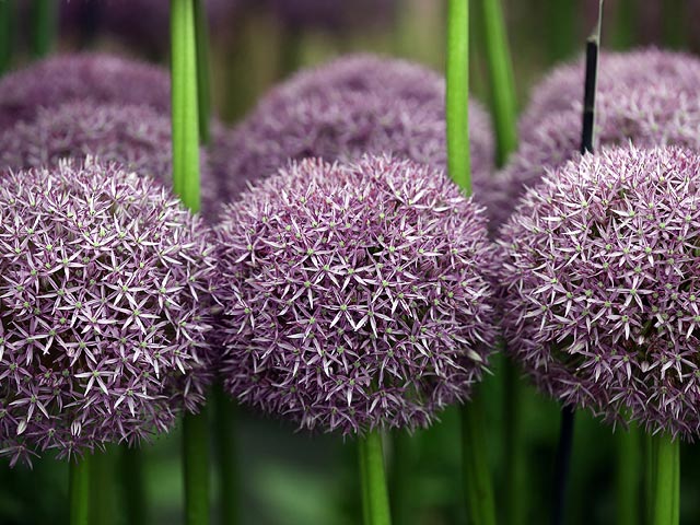 Chelsea Flower Show, май 2015 года