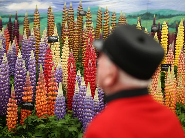 Chelsea Flower Show, май 2015 года