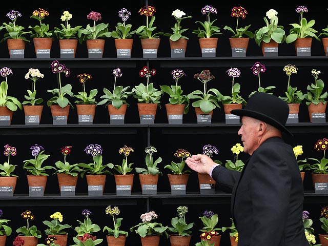 Chelsea Flower Show, май 2015 года