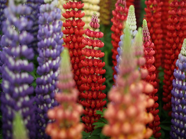 Chelsea Flower Show, май 2015 года