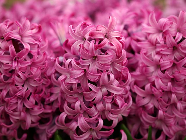 Chelsea Flower Show, май 2015 года