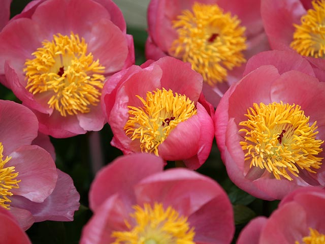 Chelsea Flower Show, май 2015 года