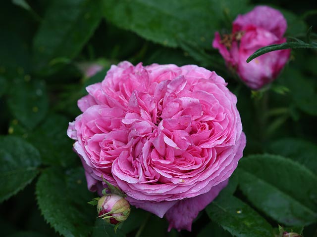 Chelsea Flower Show, май 2015 года