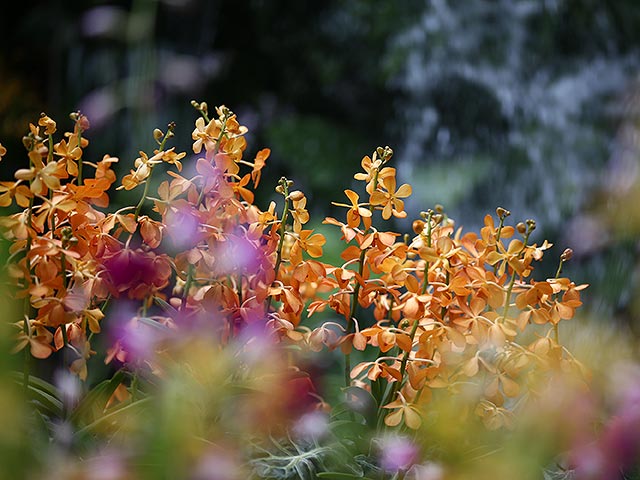 Chelsea Flower Show, май 2015 года