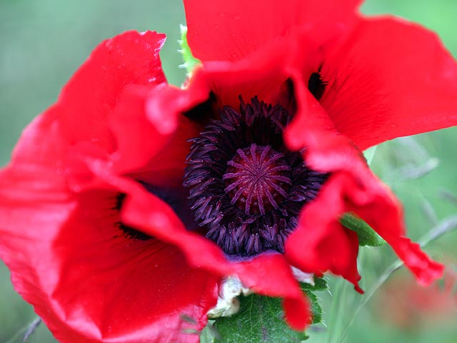 Chelsea Flower Show, май 2015 года