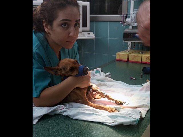 В Ашдоде спасена собака, доведенная хозяйкой до крайнего истощения