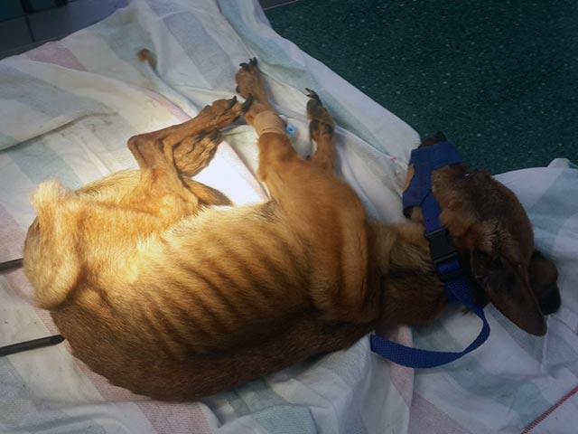 В Ашдоде спасена собака, доведенная хозяйкой до крайнего истощения