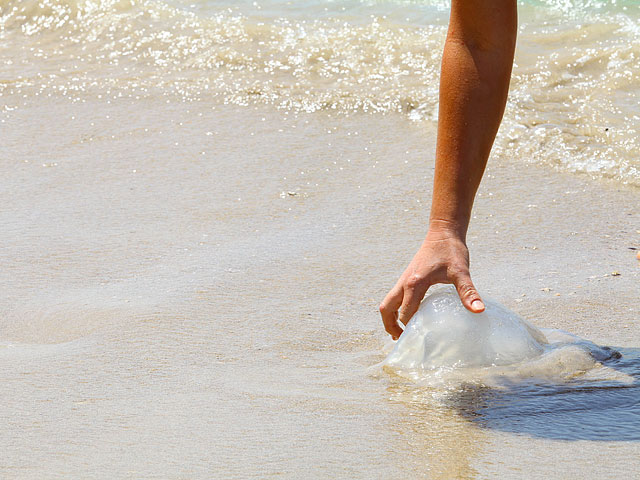 На фоне повышения температуры увеличилась концентрация медуз на пляжах Средиземноморья  