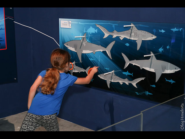 Выставка "Мир акул" в Тель-Авиве