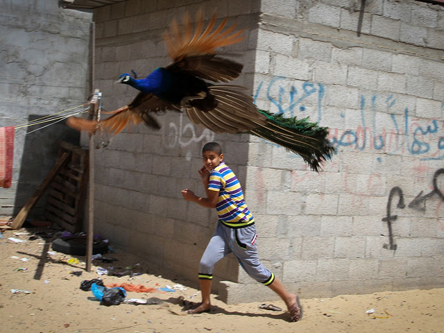 Сектор Газы. Май 2015 года