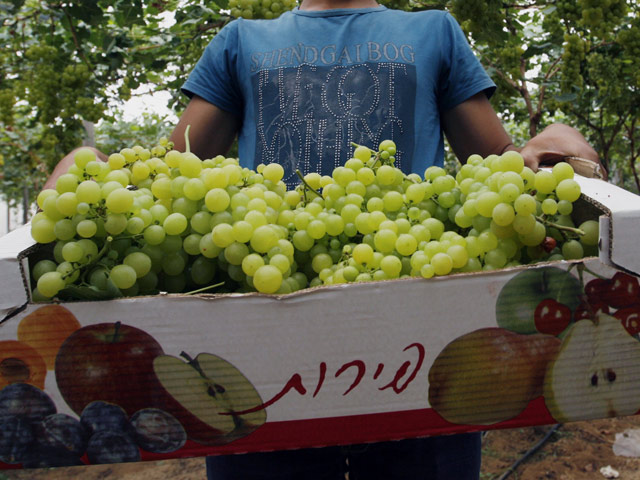 Нападение было совершено на виноградной плантации нелегальными рабочими из Палестинской автономии