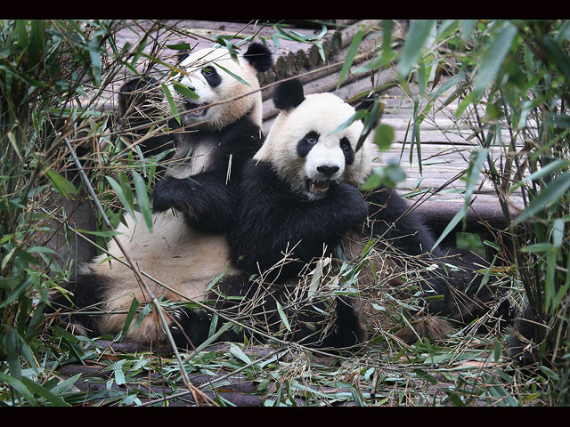 "Мимими" глазами военного корреспондента: гигантские панды в Сычуане  