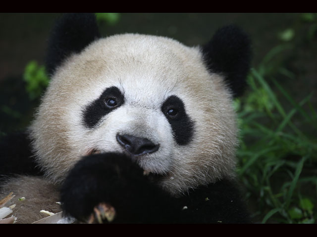 "Мимими" глазами военного корреспондента: гигантские панды в Сычуане  