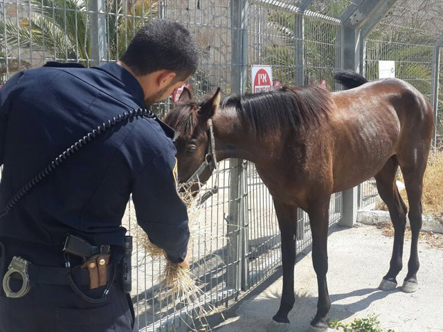 Полицейские спасли животное от арабских подростков