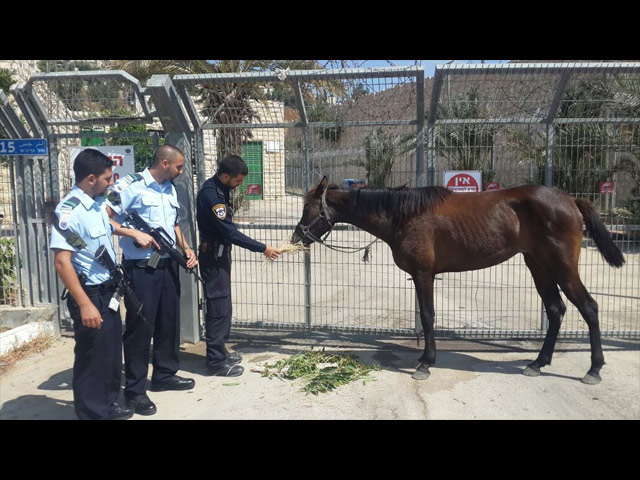 Полицейские спасли животное от арабских подростков