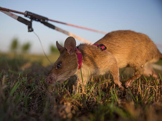 Хвостатый десант: гигантские крысы разминируют Камбоджу