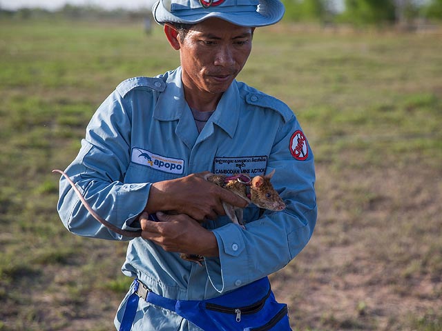 Хвостатый десант: гигантские крысы разминируют Камбоджу