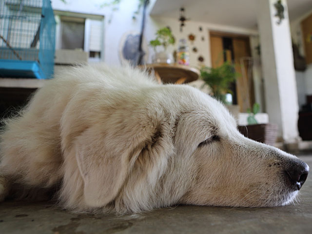 Семья Нетаниягу "усыновила" пса, которого старые хозяева хотели усыпить  