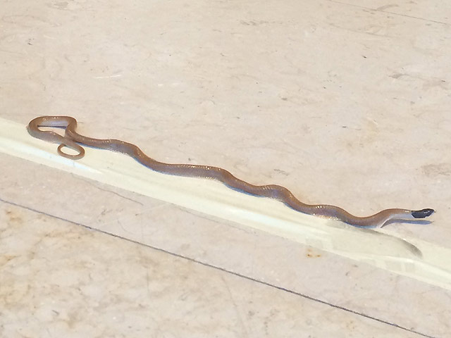 Змея, обнаруженная в Кнессете утром 29 июля