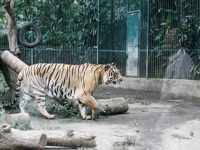 Бенгальские тигрята в зоопарке в Гианьяре. 12 августа 2015 года
