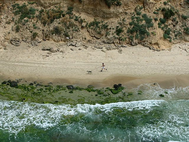 Найден хозяин лабрадора, "утопленного на пляже в Нетании". Дело закрыто  