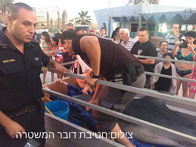 Израильтяне вынесли на берег на носилках раненого дельфина весом в 250 кг  