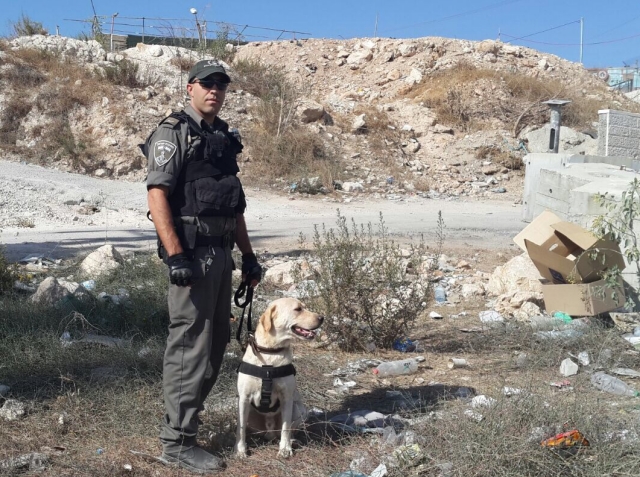 Полицейский и собака, обнаружившие взрывное устройство