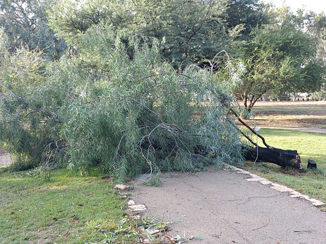 Последствия осенней бури: ветер сломал дерево реликтовой породы  
