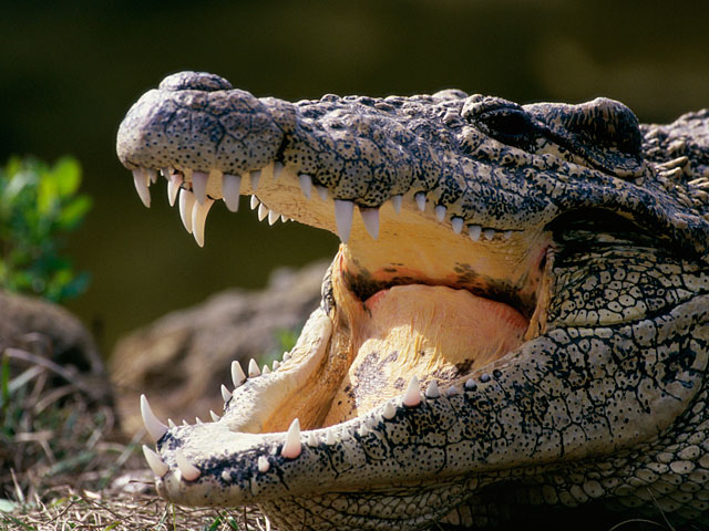 Крокодилы против наркоторговцев и коррупции: минюст Индонезии изучает проект  