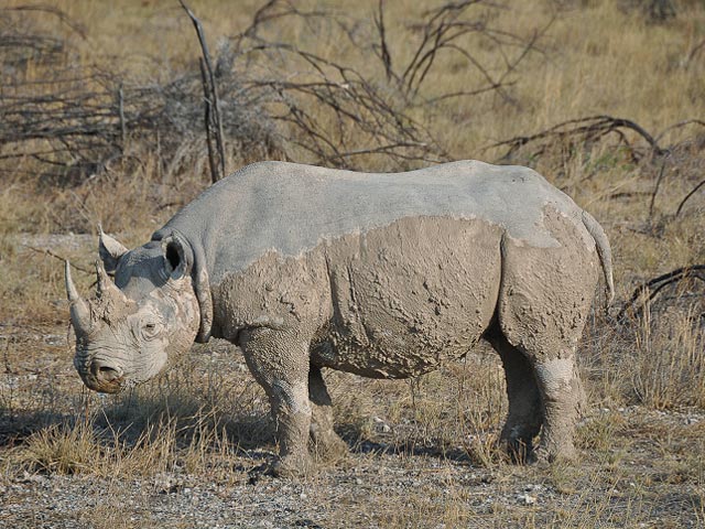 Северный белый носорог (иллюстрация)