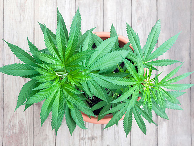 В Кнессет подан законопроект, разрешающий выращивать на дому один куст марихуаны  