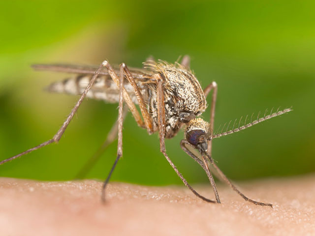 Единственный способ противостоять вирусу Зика в настоящее время - это борьба с комарами, являющимися его переносчиками