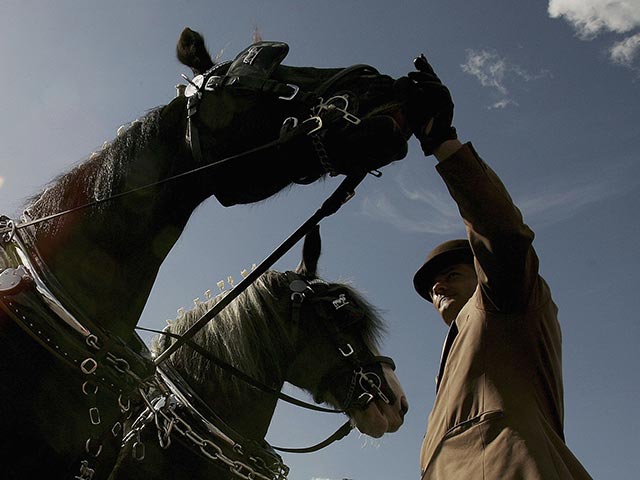 В Кувейте открылся международный конный фестиваль  