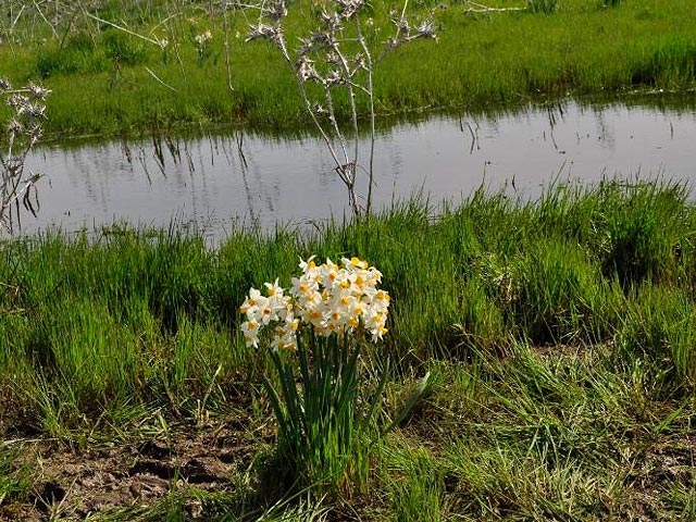 Голаны