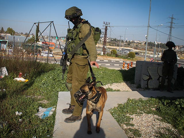 Собаки на службе в Армии обороны Израиля