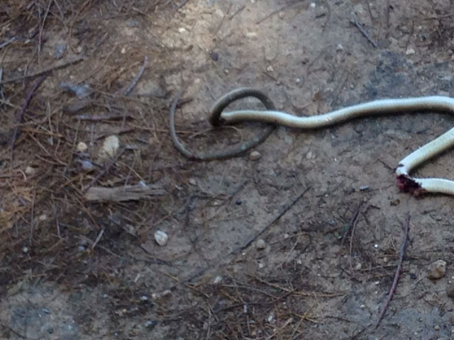 Мертвая змея в парке Независимости в Тель-Авиве. Апрель 2016 года