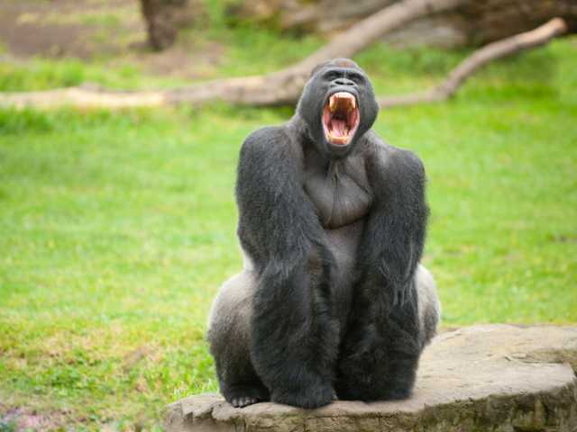 В зоопарке Цинциннати застрелили гориллу, схватившую трехлетнего ребенка