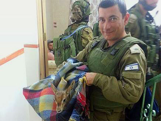 Во время операции в Шхеме солдаты ЦАХАЛа освободили двухмесячного олененка  
