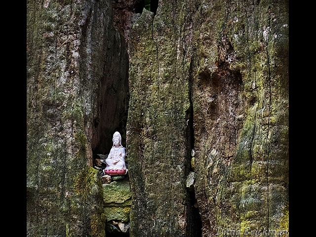 Однажды в Храме Бескрайней Медитации сидел в расщелине засохшего дерева Будда и, как и положено Будде, задумчиво думал. Дереву было очень много веков, а Будда был молод, но это совершенно не важно &#8211; Будда и возраст понятия несвязанные