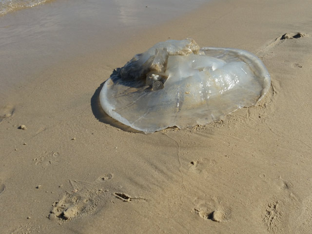 Возросла концентрация медуз на израильском побережье Средиземного моря